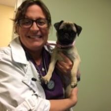 A female vet carrying a pug